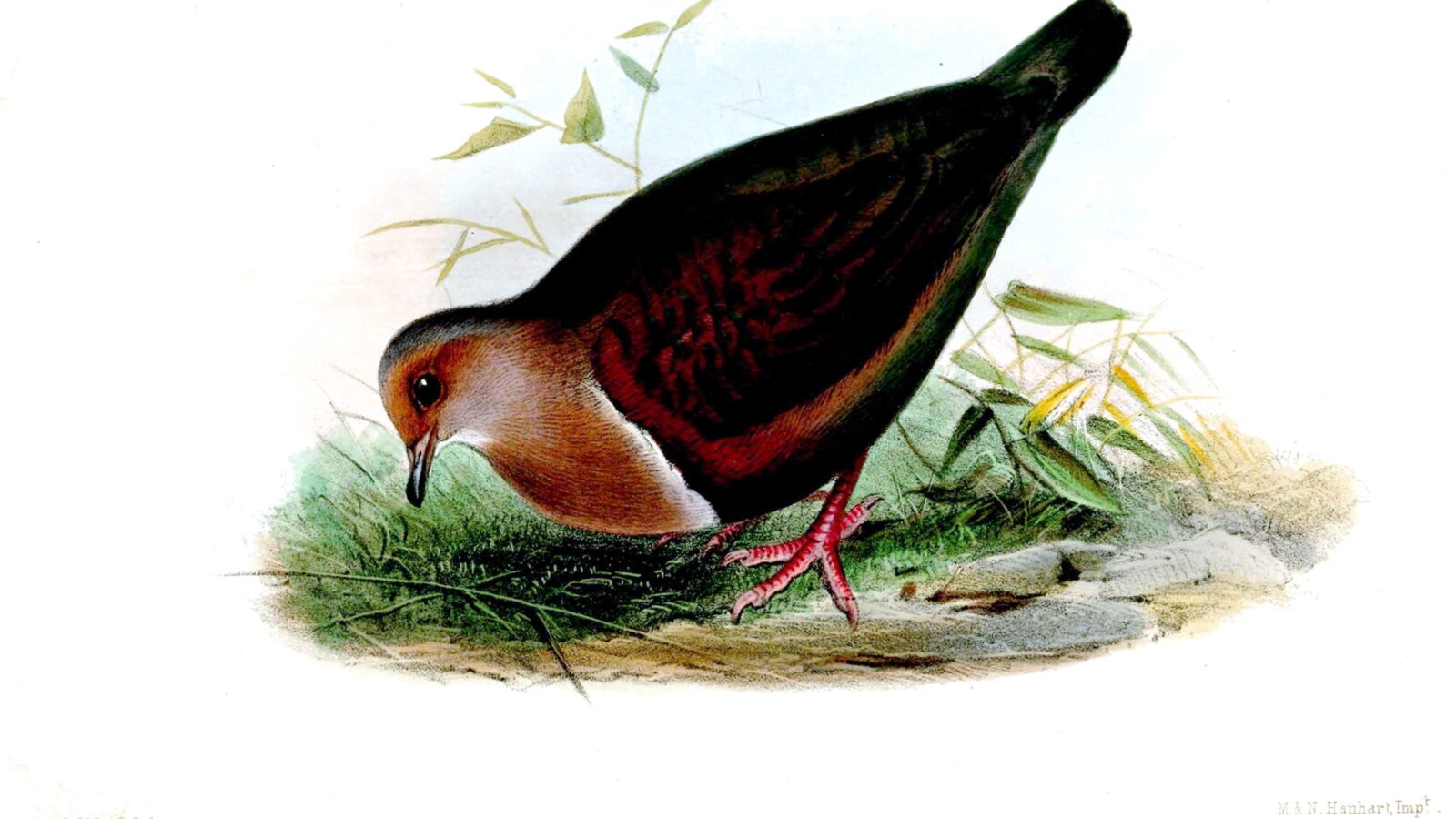 Shy Ground Dove