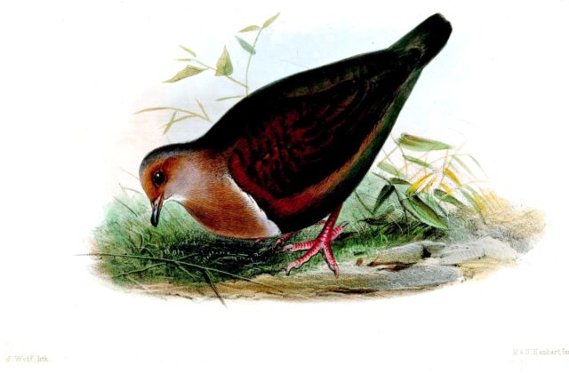 Shy Ground Dove