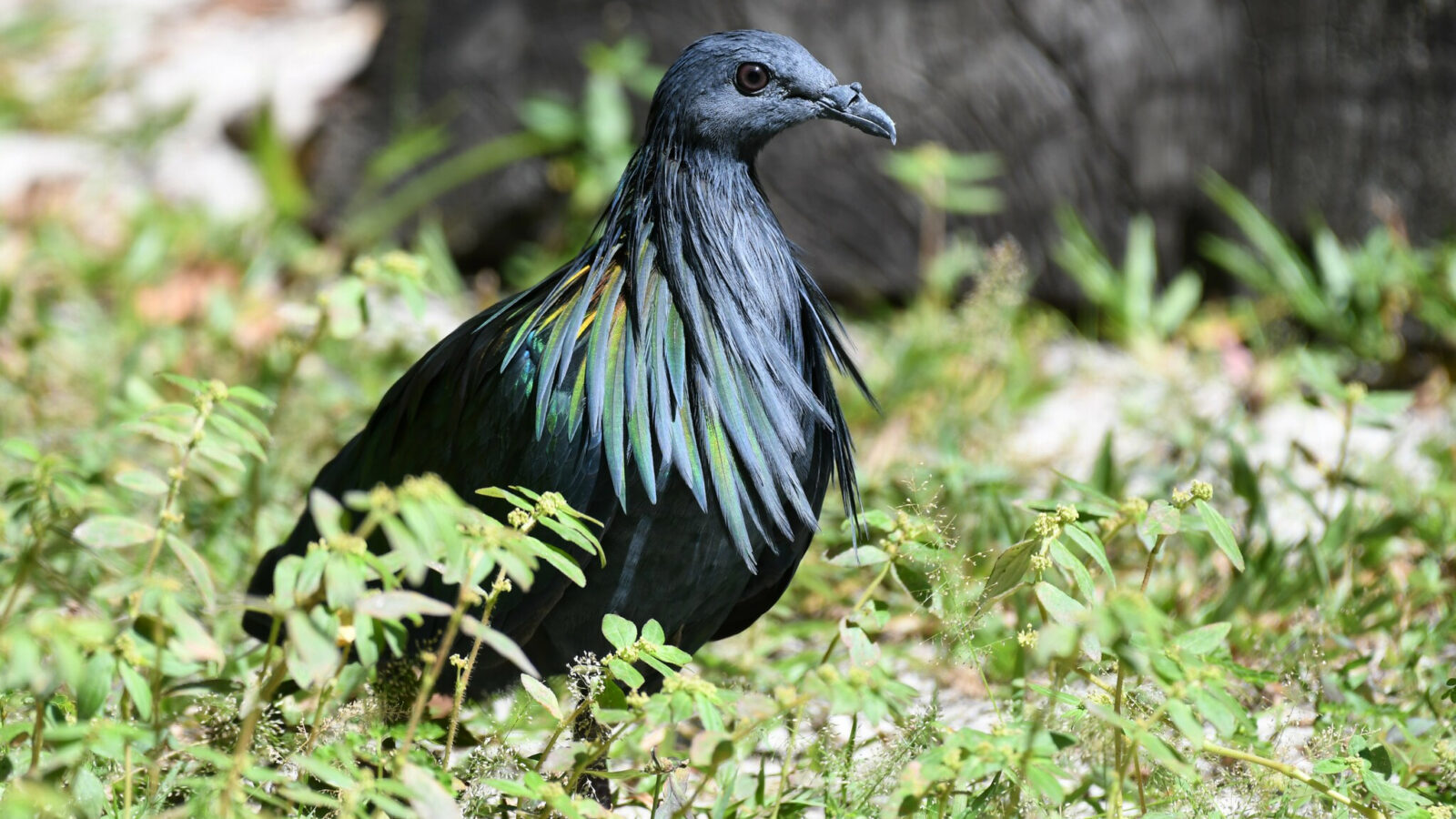 Nicobar Pigeon