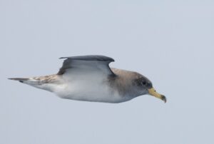 Scopoli’s Shearwater