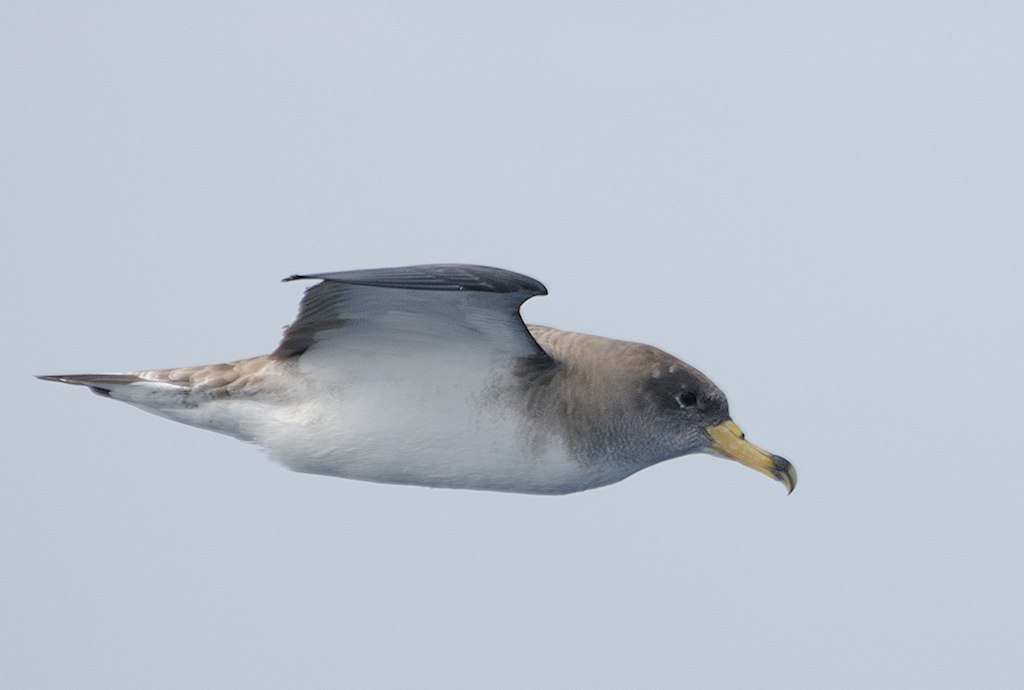 Scopoli’s Shearwater