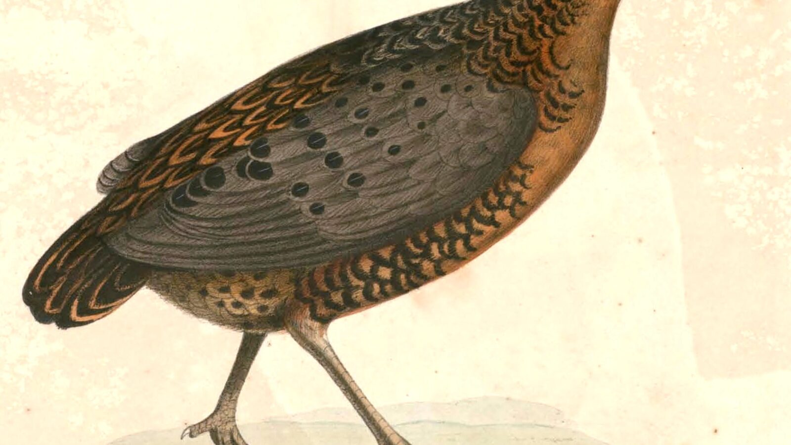 Ferruginous Partridge