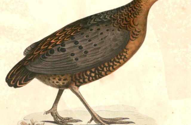 Ferruginous Partridge