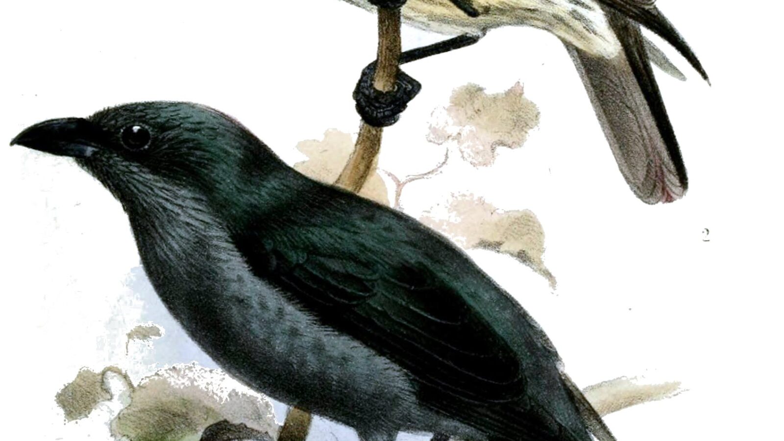 Tanimbar Starling