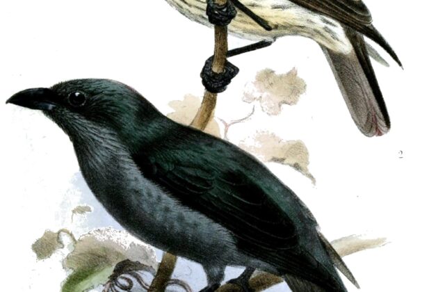 Tanimbar Starling
