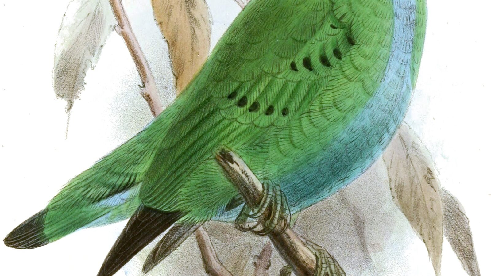 Hose’s Broadbill