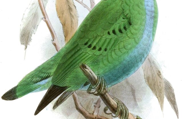 Hose’s Broadbill