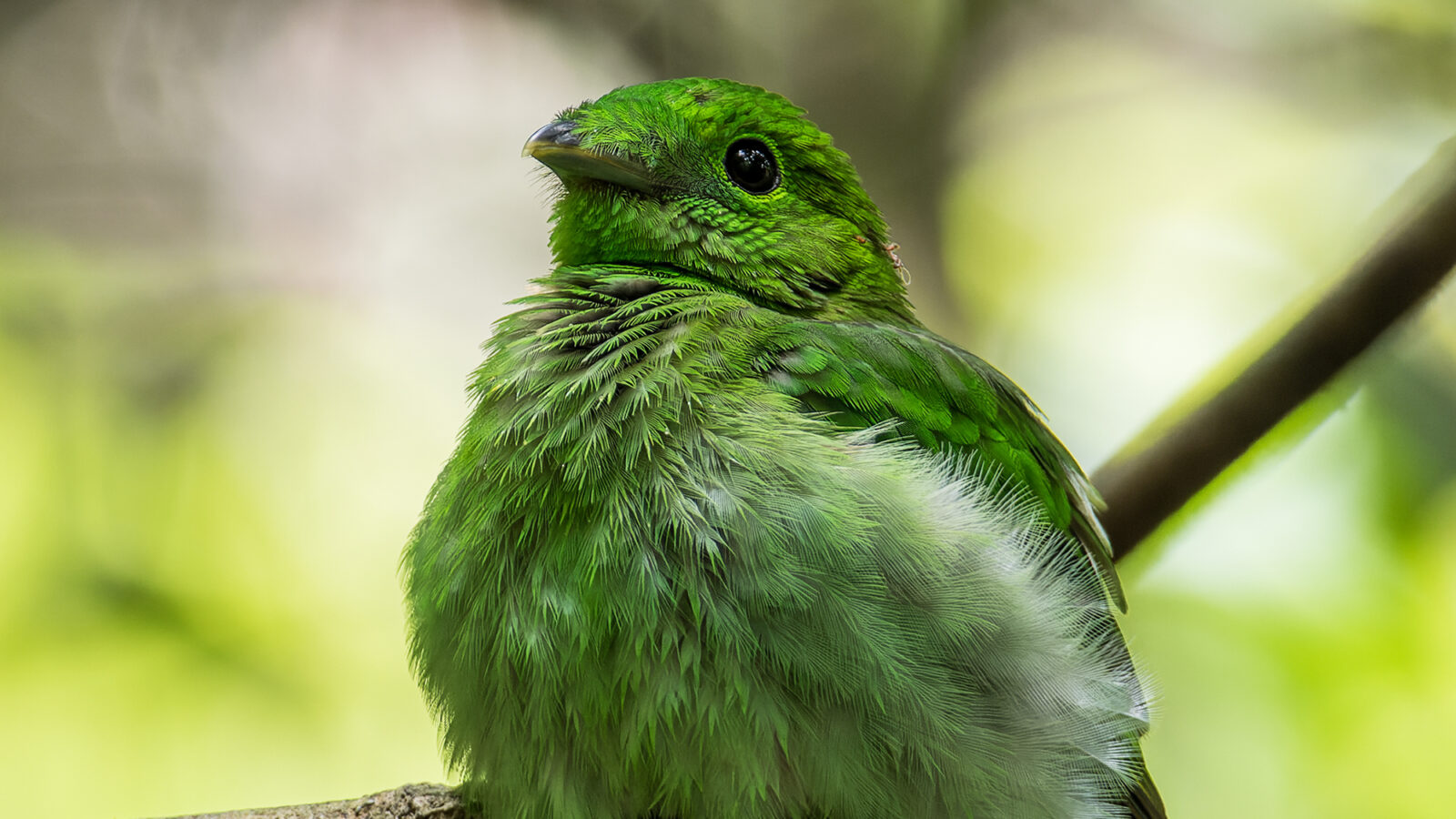 Green Broadbill