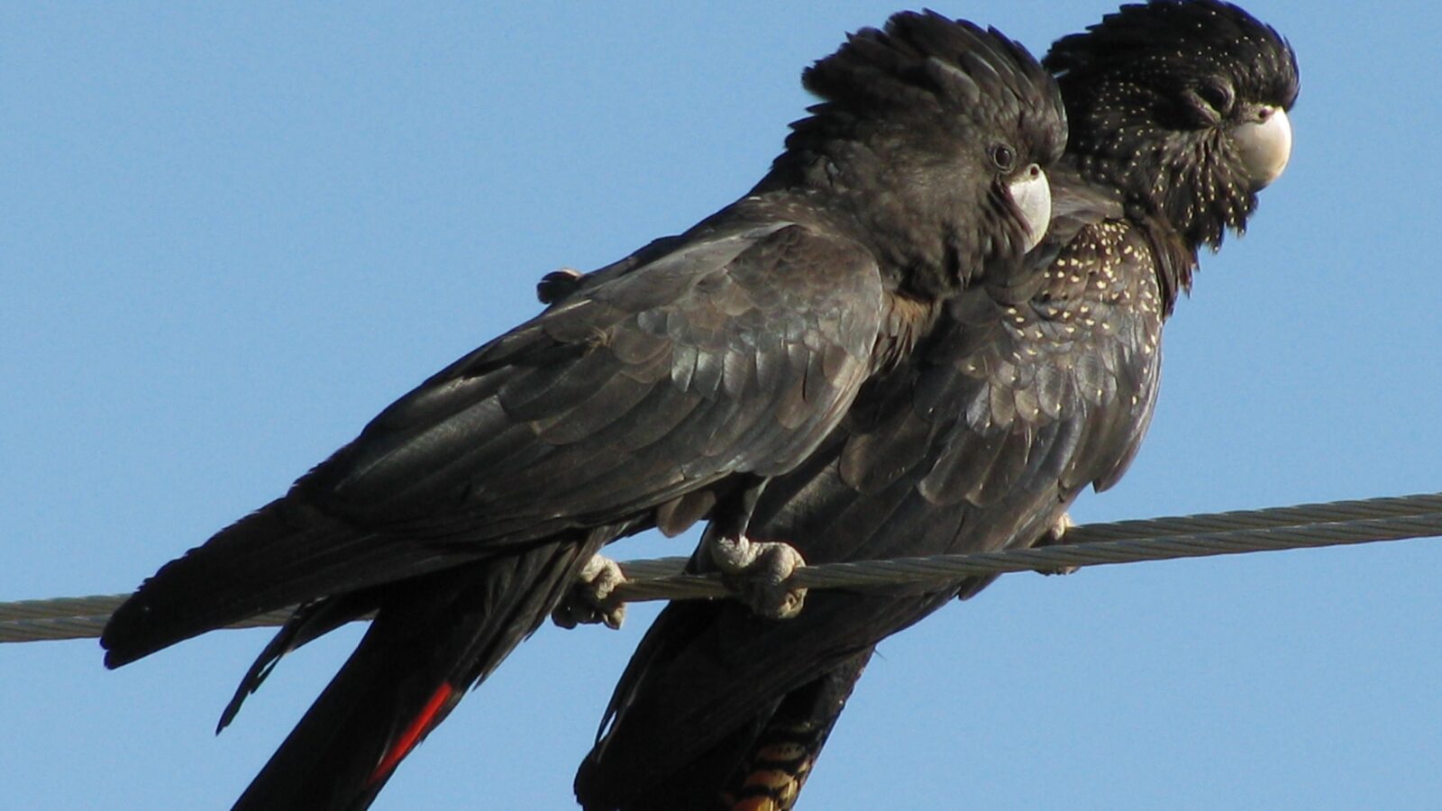 Red-tailed Black Cockatoo