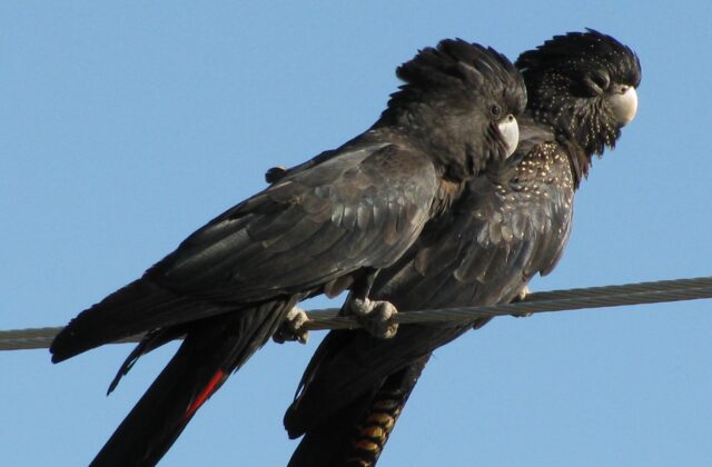 Red-tailed Black Cockatoo