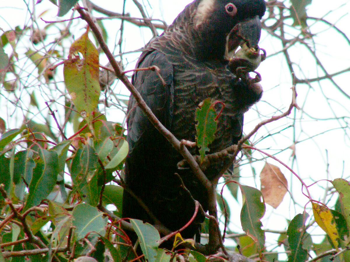 Baudin’s Black Cockatoo