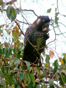 Baudin’s Black Cockatoo