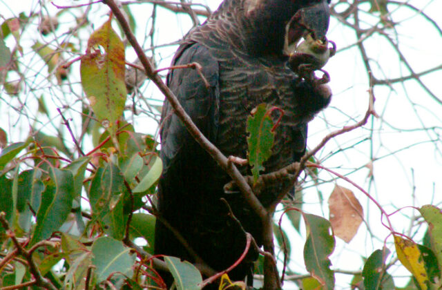 Baudin’s Black Cockatoo
