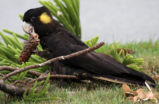 Yellow-tailed Black Cockatoo