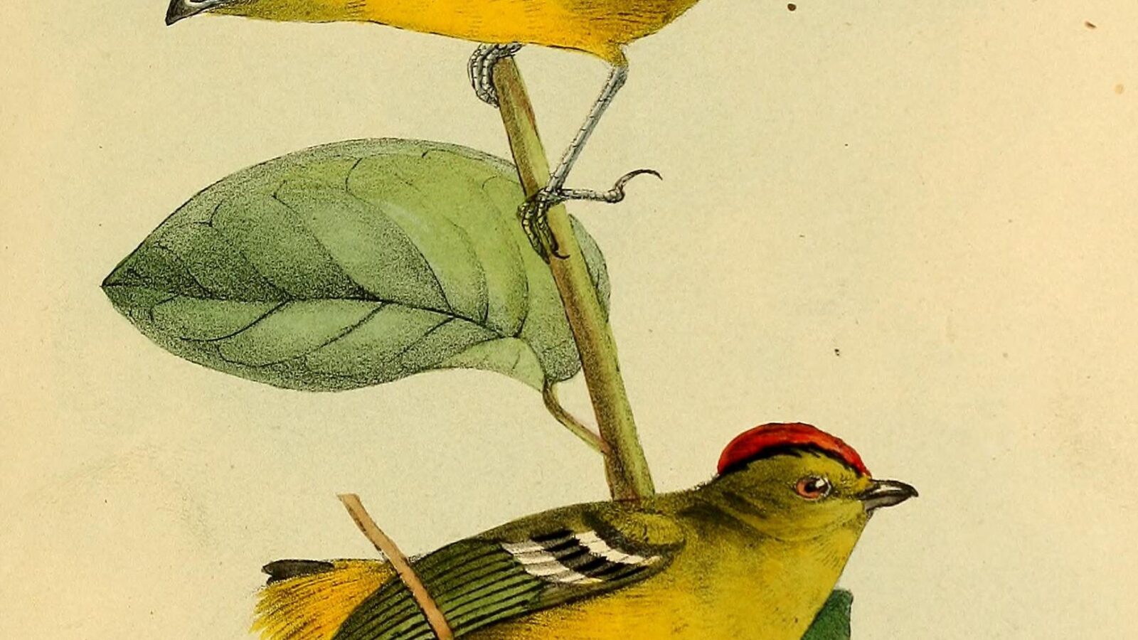 Kinglet Calyptura