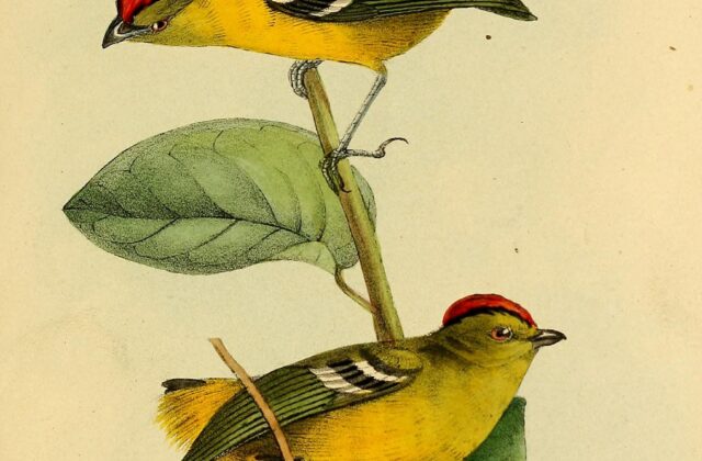 Kinglet Calyptura