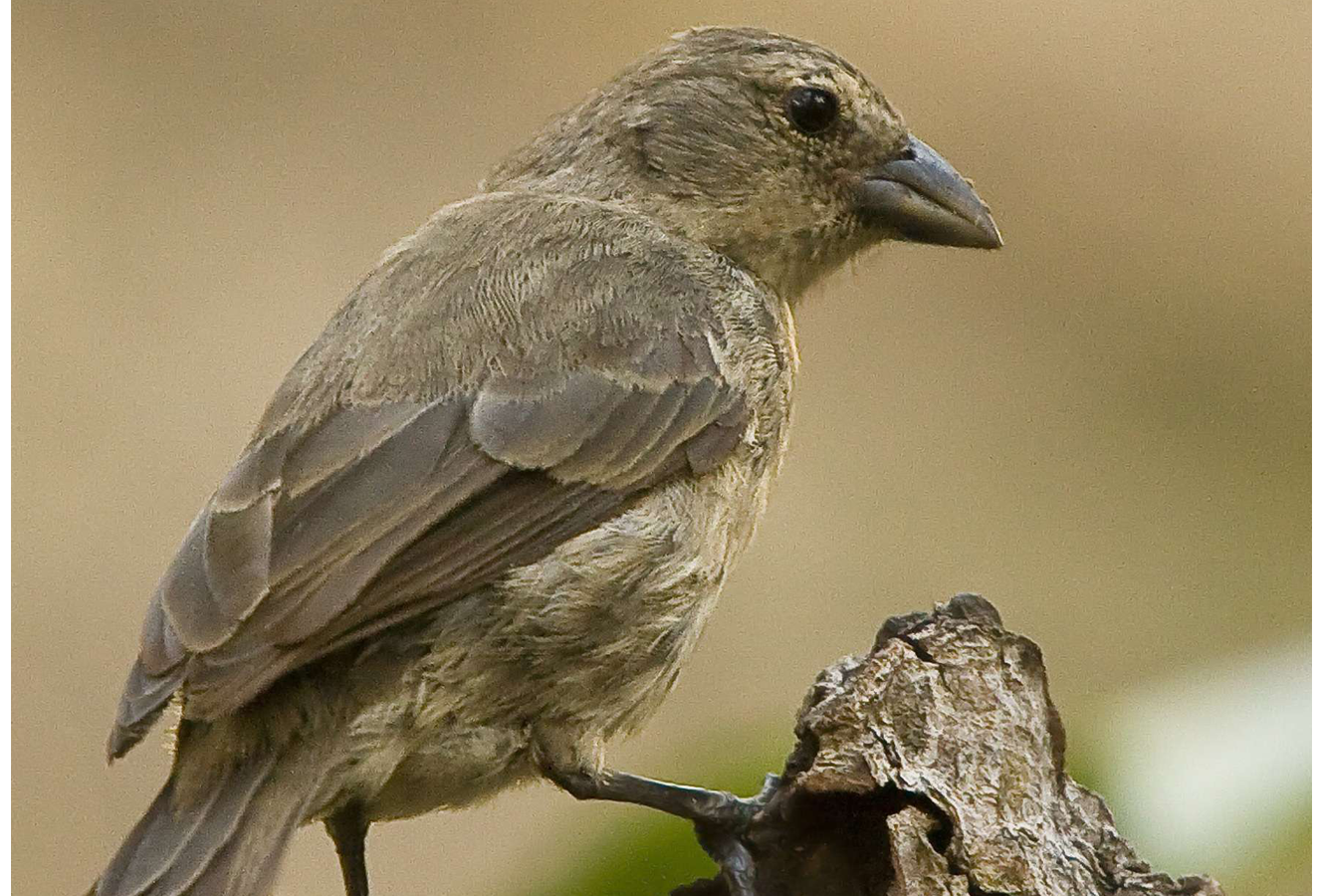 Mangrove Finch