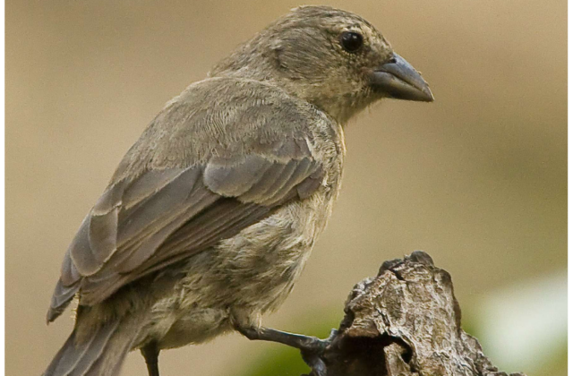 Mangrove Finch