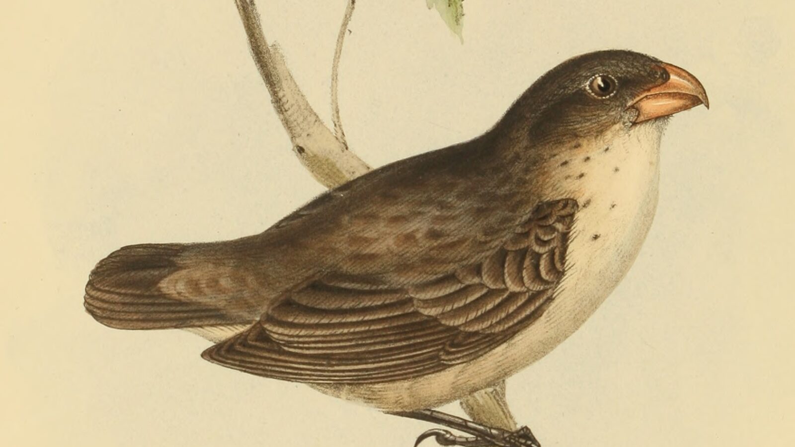 Large Tree Finch