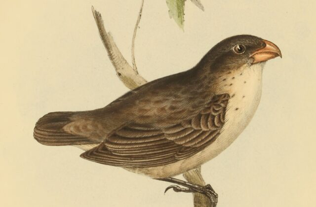 Large Tree Finch