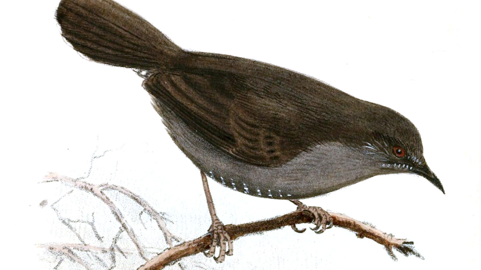 Grey Wren-Warbler
