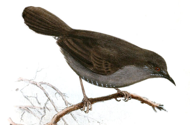 Grey Wren-Warbler