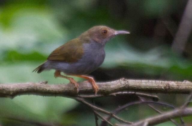 Olive-green Camaroptera