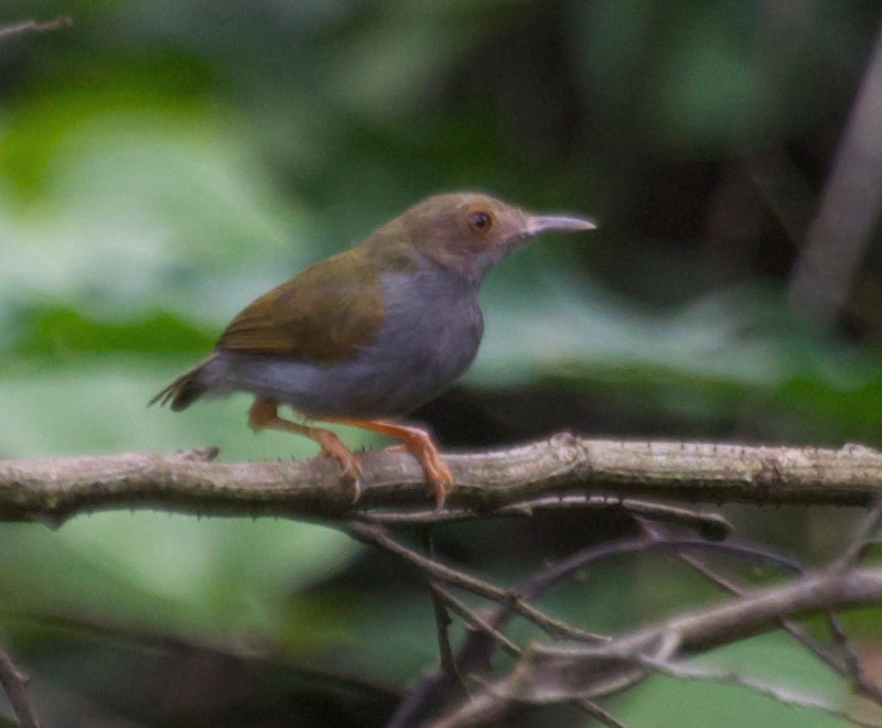 Olive-green Camaroptera