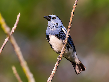 White-bellied Tanager