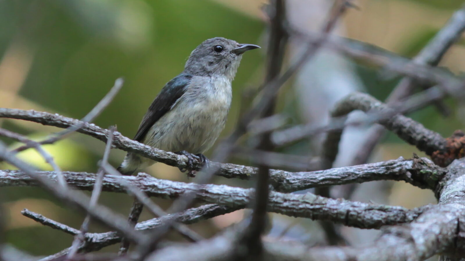 Cambodian Flowerpecker