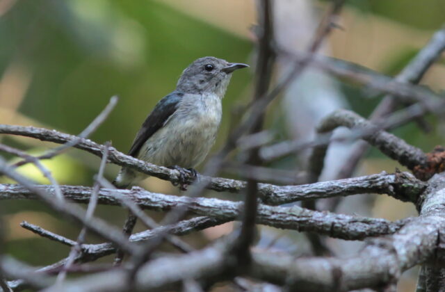 Cambodian Flowerpecker
