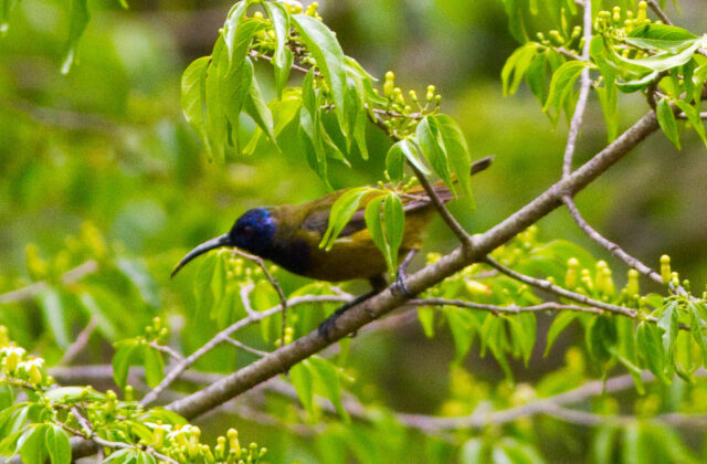 Cameroon Sunbird