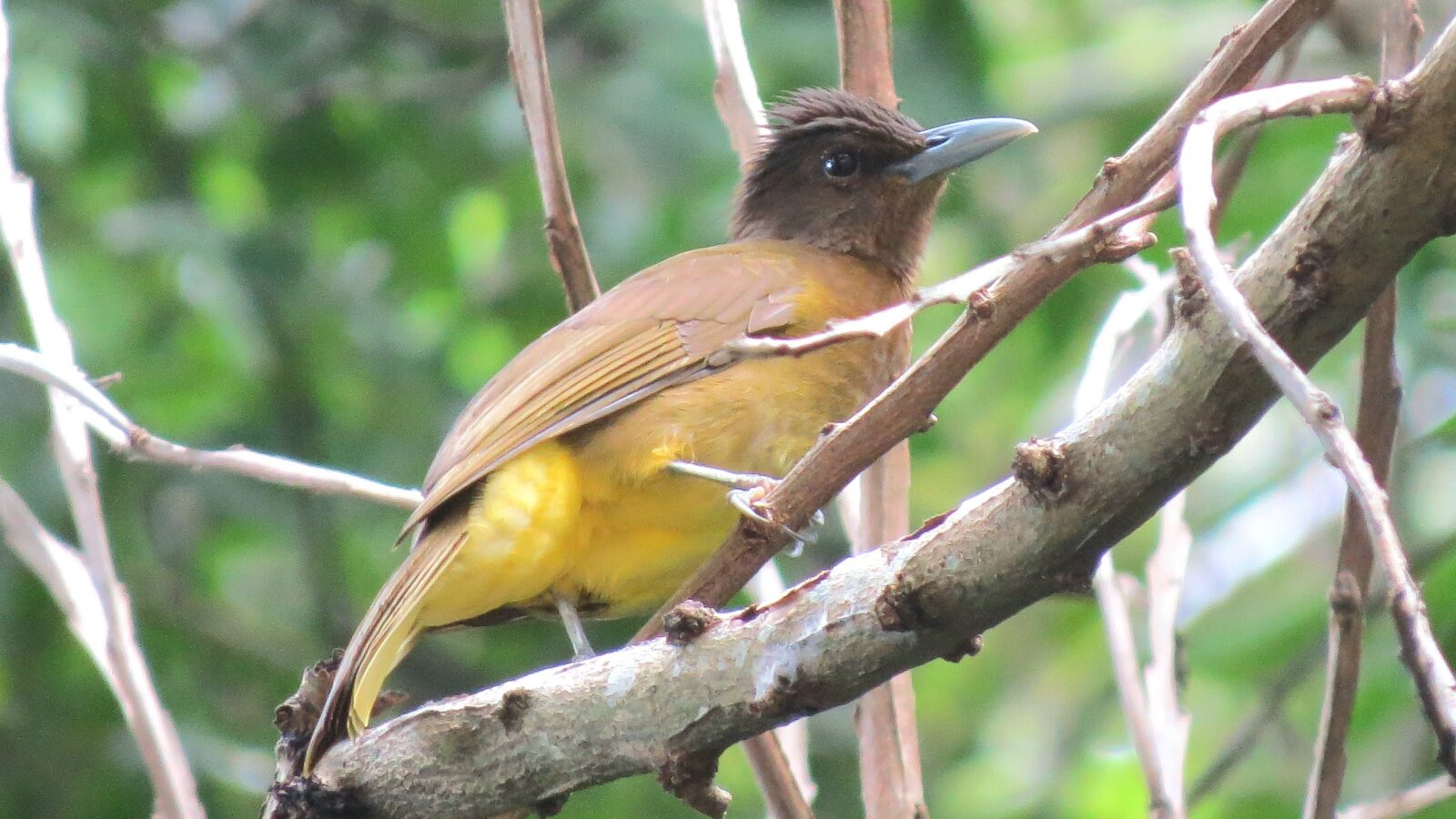 Camiguin Bulbul