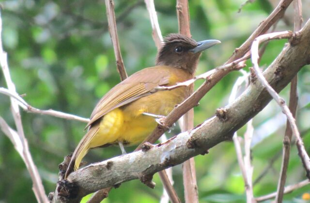Camiguin Bulbul