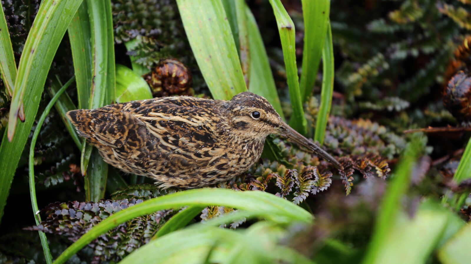 Subantarctic Snipe