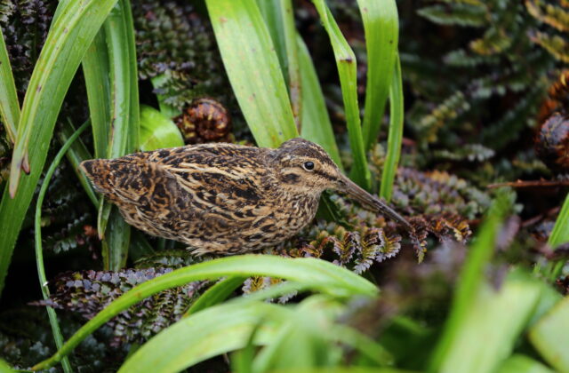 Subantarctic Snipe