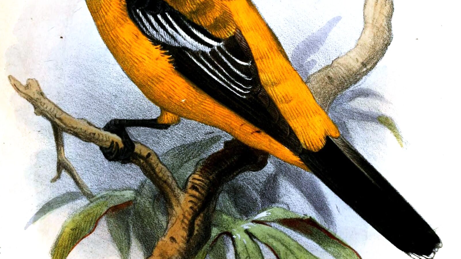 Golden Cuckooshrike