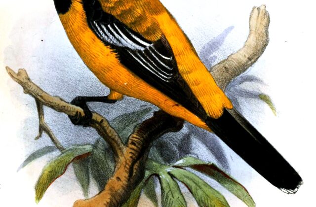 Golden Cuckooshrike