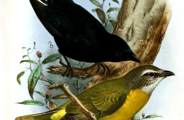 Purple-throated Cuckooshrike