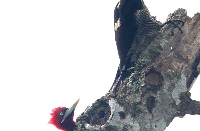 Robust Woodpecker