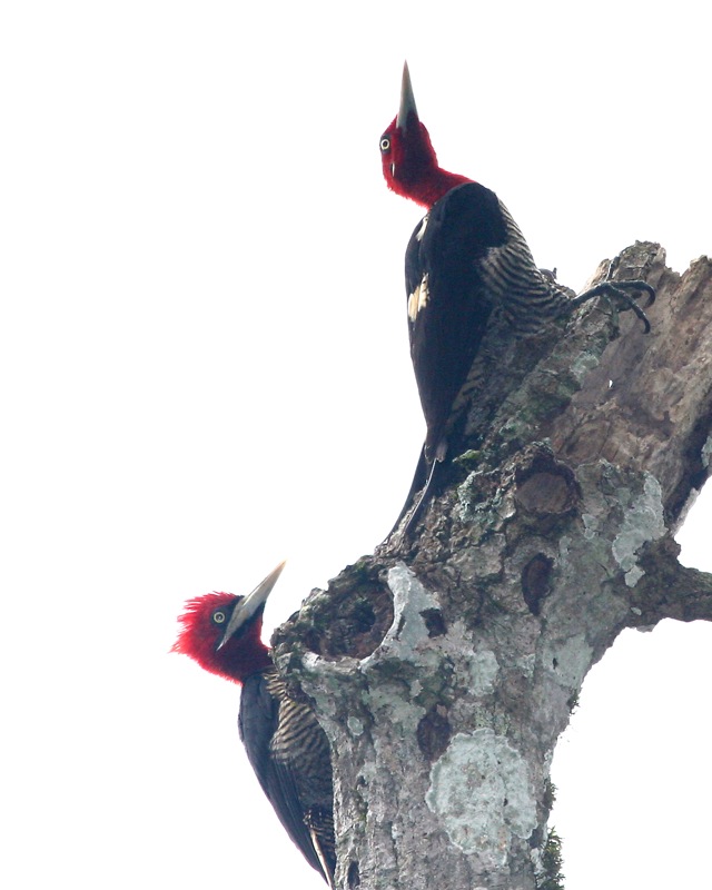 Robust Woodpecker