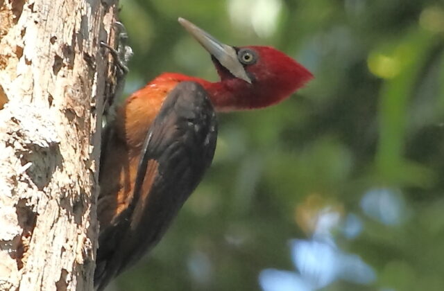 Red-necked Woodpecker
