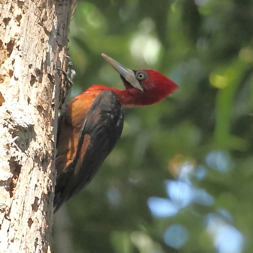 Red-necked Woodpecker