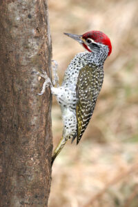 Nubian Woodpecker