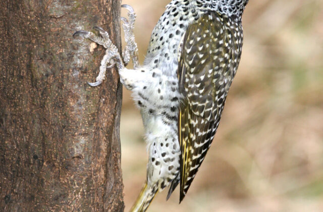 Nubian Woodpecker