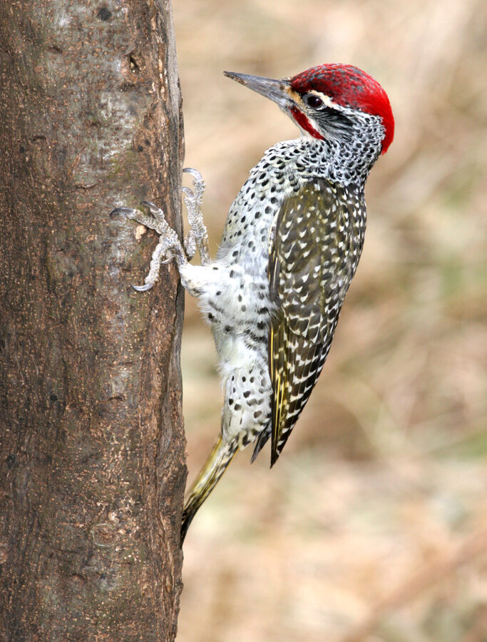 Nubian Woodpecker