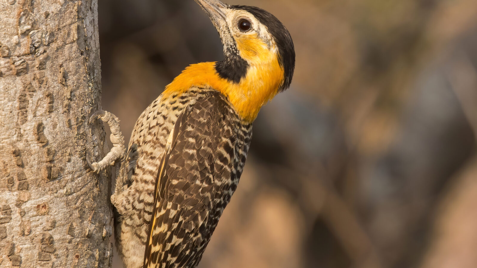 Campo Flicker