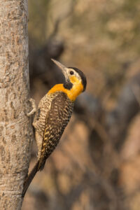 Campo Flicker