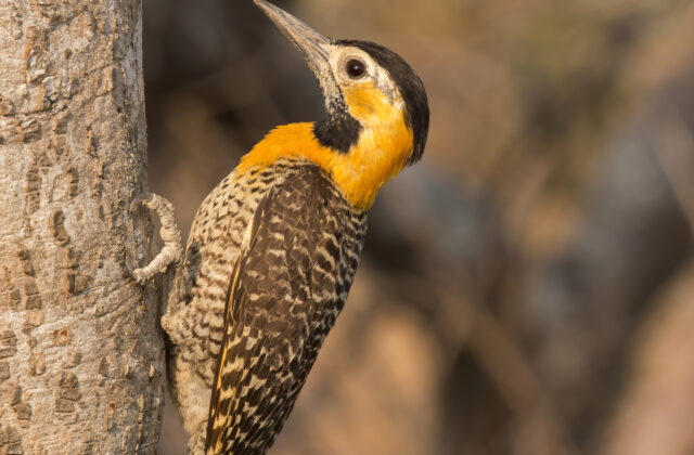 Campo Flicker