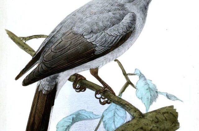 Indochinese Cuckooshrike
